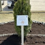 tree planting for reconciliation